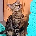 Cat, Blue, Felidae, Carnivore, Small To Medium-sized Cats, Whiskers, Snout, Terrestrial Animal, Door, Tail, Furry friends, Domestic Short-haired Cat, Sitting, Window, Claw, Wood