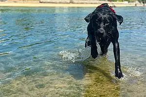 Labrador Retriever Dog Nala
