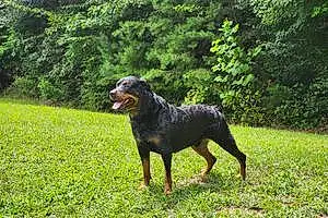 Name Rottweiler Dog Kylo