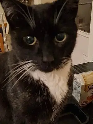 Turkish Angora Cat Charlie