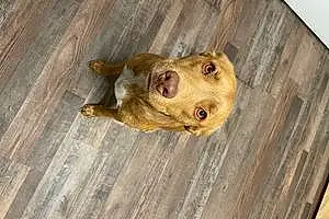 Name Pitt Bull Terrier Dog Cora