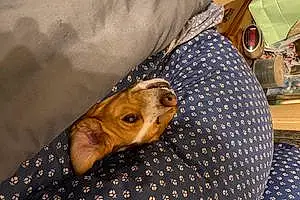 Name Beagle Dog Kimber