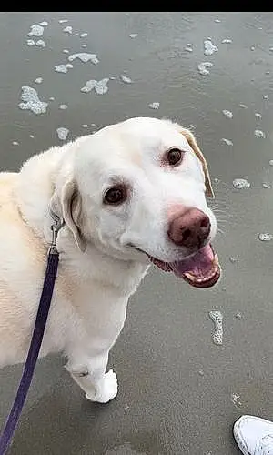 Name Labrador Retriever Dog Caesar