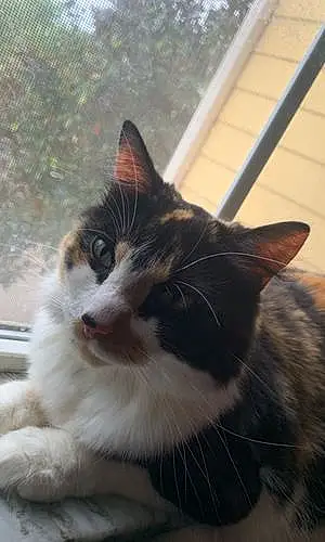Name Oriental Longhair Cat Gypsie