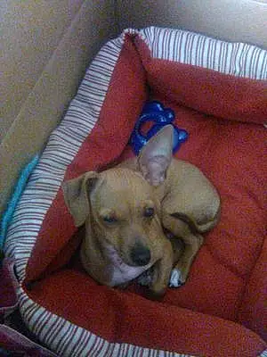 Name Chihuahua Dog Beanie