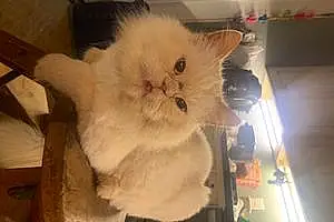 Name Persian Cat Bijou
