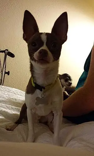 Name Chihuahua Dog Diezel