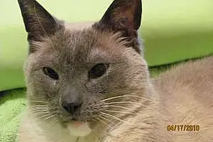 Name Snowshoe Cat Justin