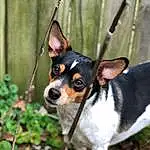 Dog, Plant, Carnivore, Dog breed, Fawn, Companion dog, Snout, Whiskers, Terrestrial Plant, Terrestrial Animal, Canidae, Toy Dog, Grass, Working Animal