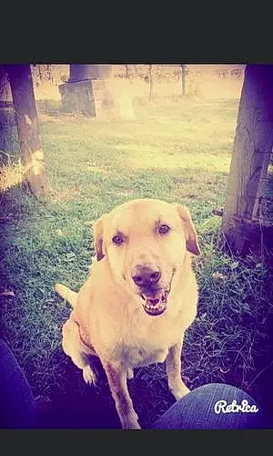 Name Golden Retriever Dog Benson