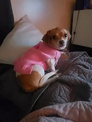 Name Chihuahua Dog Kya