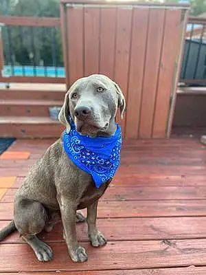 Name Labrador Retriever Dog Gage