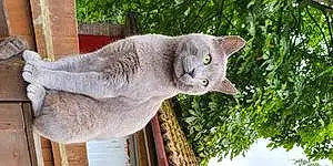 Russian Blue Cat Coby