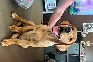 Name Labrador Retriever Dog Goldie