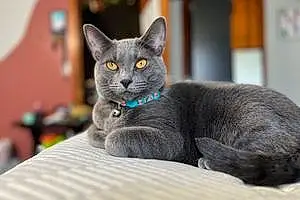 Name Russian Blue Cat Chunky