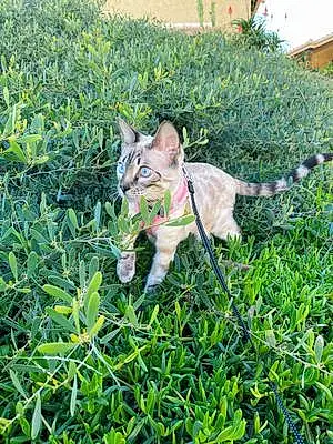 Name Bengal Cat Aspen