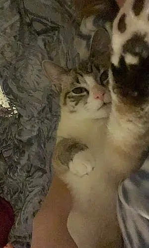 Name Siamese Cat Bitsy
