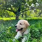 Plant, Dog, Leaf, Carnivore, Dog breed, Tree, Grass, Fawn, Companion dog, People In Nature, Working Animal, Forest, Flower, Snout, Wood, Woodland, Spring, Happy