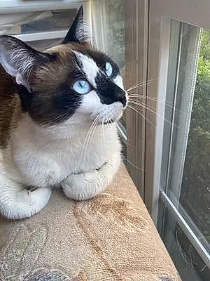 Name Snowshoe Cat Banshee