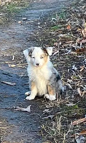 Australian Shepherd Dog Frost