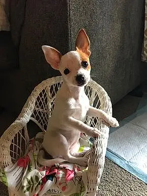 Name Chihuahua Dog Juju