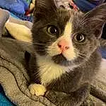 Cat, Eyes, Felidae, Carnivore, Small To Medium-sized Cats, Whiskers, Grey, Comfort, Snout, Domestic Short-haired Cat, Furry friends, Paw, Puzzle, Cat Supply, Tail, Couch, Claw