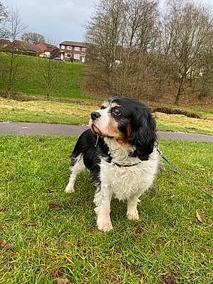 Name Cavalier King Charles Spaniel Dog Alfie