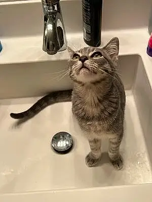 Name Tabby Cat Juno