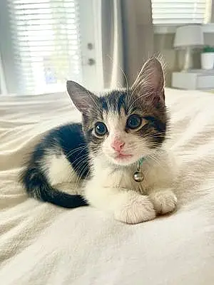 Name Cat Bluey