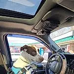 Car, Dog, Vroom Vroom, Vehicle, Automotive Design, Steering Part, Automotive Mirror, Car Seat Cover, Carnivore, Mode Of Transport, Automotive Lighting, Vehicle Door, Steering Wheel, Automotive Exterior, Car Seat, Rear-view Mirror, Personal Luxury Car, Head Restraint, Auto Part, Companion dog