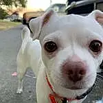 Dog, Dog breed, Carnivore, Collar, Working Animal, Companion dog, Fawn, Dog Collar, Whiskers, Snout, Sky, Canidae, Leash, Tree, Dogo Argentino, Non-sporting Group, Furry friends