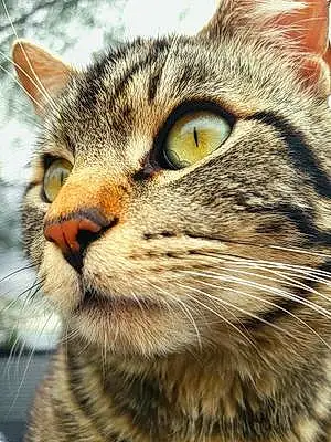 Name American Bobtail Cat Geo