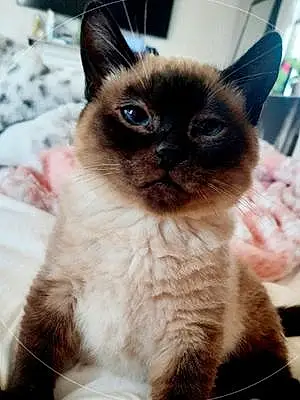 Name Siamese Cat Hammy