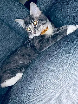 Name Oriental Longhair Cat Cassidy