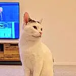 Cat, Felidae, Carnivore, Small To Medium-sized Cats, Cable Television, Whiskers, Fawn, Television, Home Appliance, Output Device, Tail, Snout, Display Device, Television Set, Domestic Short-haired Cat, Furry friends, Entertainment Center, Led-backlit Lcd Display, Paw, Terrestrial Animal
