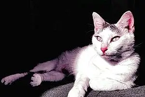 Name American Shorthair Cat Kita