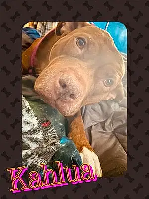 Name Pitt Bull Terrier Dog Kahlua