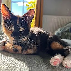 Name Cat Juno