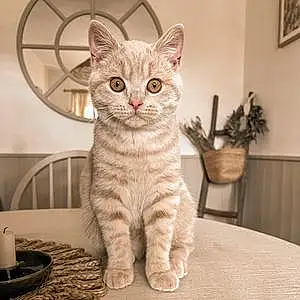 Name British Shorthair Cat Herbie