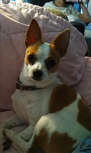 Name Chihuahua Dog Jenny