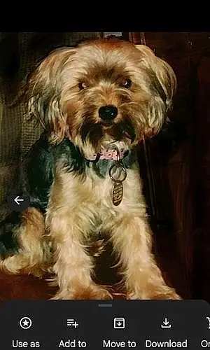 Name Yorkshire Terrier Dog Minnie