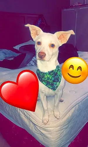 Chihuahua Dog Ace