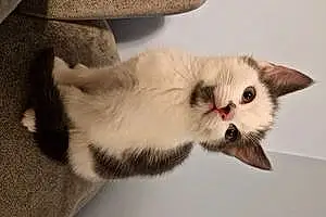 Name Cat Ahsoka