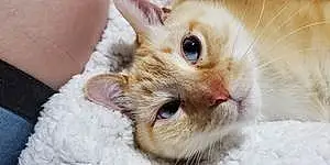 Name Siamese Cat Hannibal
