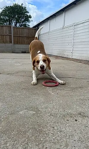 Name Beagle Dog Tucker