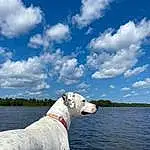 Water, Cloud, Sky, Dog, Blue, Carnivore, Collar, Dog breed, Working Animal, Boat, Lake, Companion dog, Fawn, Dog Collar, Cumulus, Vehicle, Snout, Recreation, Leisure