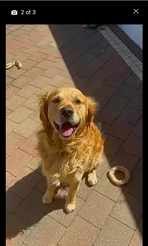 Name Golden Retriever Dog Dexter