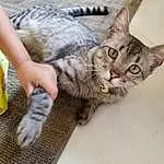 Cat, Eyes, Plant, Small To Medium-sized Cats, Felidae, Whiskers, Carnivore, Grey, Gesture, Snout, Tail, Paw, Domestic Short-haired Cat, Furry friends, Claw, Human Leg, Pattern, Nail, Foot