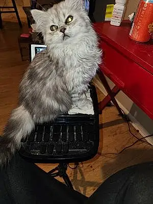 Persian Cat Dusty