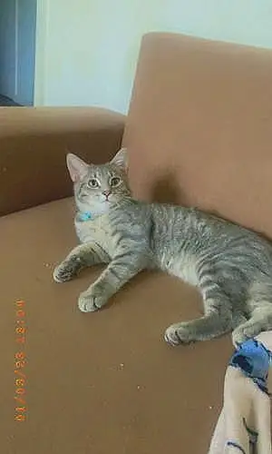 Name Bengal Cat Bleu